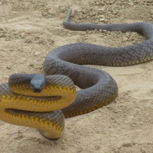 Inland Taipan