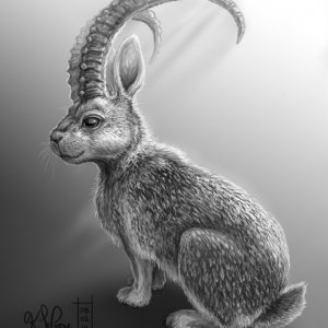 Rabbit