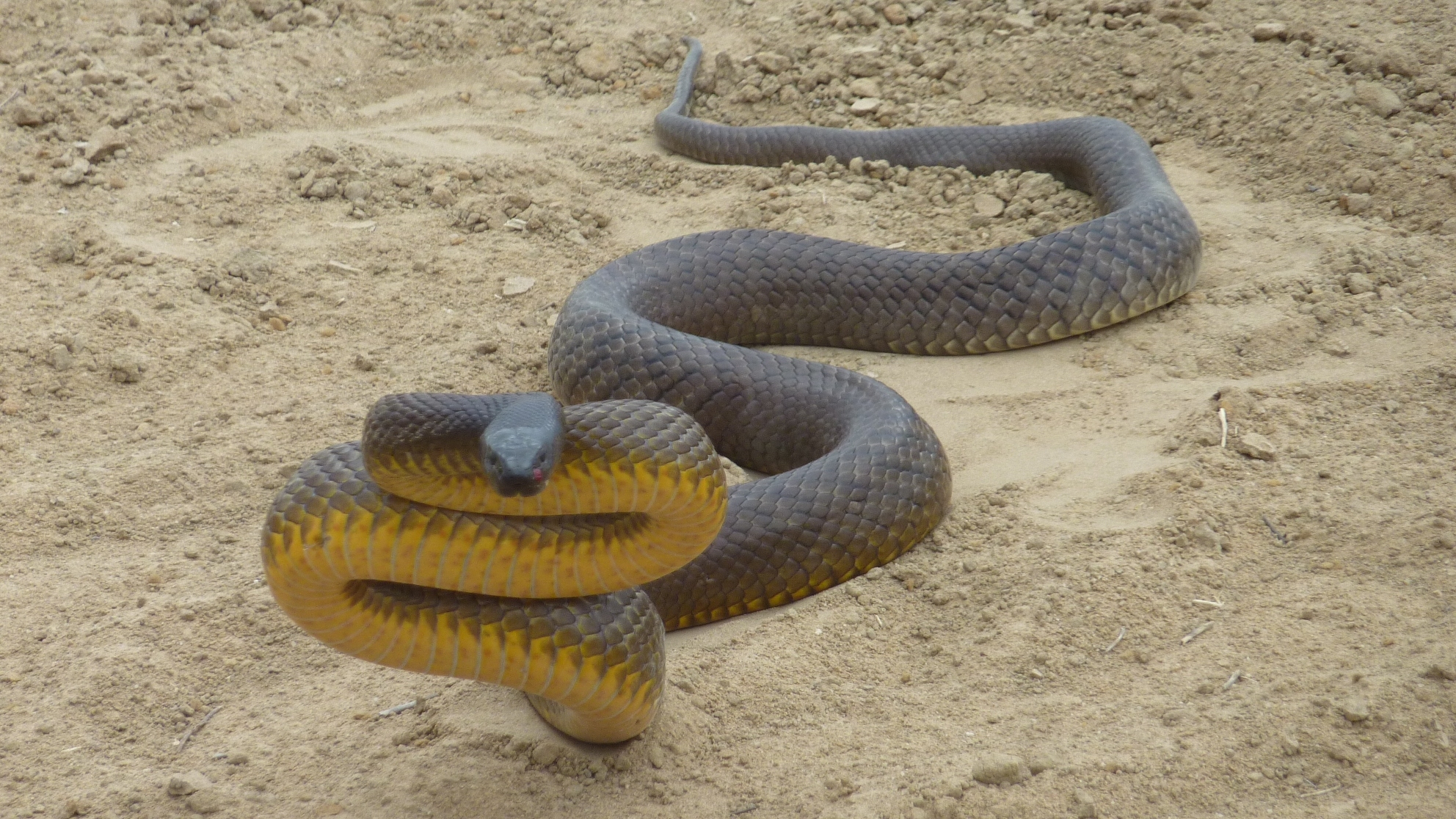 Inland Taipan